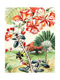 Portrait of Flamboyant Tree  Crown-Of-Thorns  and Travelers Tree