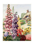 European Garden with Foxglove  Stock  Wallflower  and Scabiosa