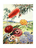 Portrait of Flowers and Tree Native to Australia