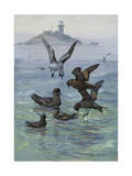 Various Petrel Species Gather Off Shore from Lighthouse in Background