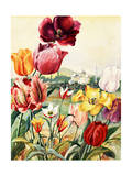 Portrait of Tulips in a Turkish Setting