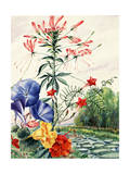 Portrait of Flowers Native to South American Jungles