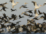 American White Pelicans and Double-Crested Cormorants Taking Flight
