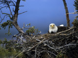 Bald Eagle Sits on its Nest in Alaska