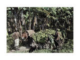 Two Men and a Mule Stand with Freshly Cut Bananas Waiting to Be Sold