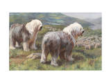 Portrait of Old English Sheepdogs Guarding a Flock of Sheep