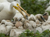 American White Pelican Guarding Chicks at a Rookery