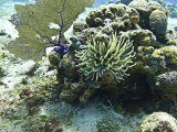 Juvenile Spotted Drum and Anemone on the Reefs Near Cozumel  Mexico