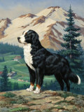 Bernese Mountain Dog Stands on a Hill Overlooking a Rural Valley