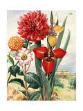 Dahlias and Tiger Flowers Bloom Near Temple of the Sun in Mexico