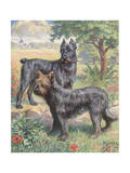 Bouvier Des Flandres and Briard Work as Police and Army Dogs