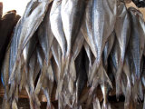 Tails of a Group of Dead Fish