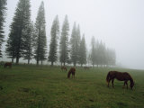 Horses Graze in Fog Near a Stand of Norfolk Island Pine Trees