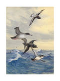 Mottled Cape Pigeon Tags Along Above Pacific Shearwaters