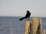 Watchful Boat-Tailed Grackle Perches Near the Ocean
