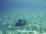 Sting Rays Offshore of Moorea