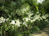 White Orchids Inside the Famous Singapore Orchid Garden