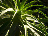 Close View of an Aloe Plant