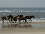 Wild Horses Run on the Beach in Assateague  Maryland