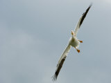 American White Pelican in Flight