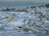 American Whites Gather on the Shores of Medicine Lake with Juveniles
