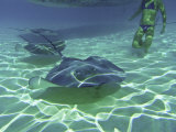 Sting Ray World Near the Nw Coast of Moorea