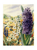 Painting of Grape  Roman  and Common Hyacinths and Star-Of-Bethlehem