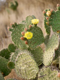Cactus Plant on the Hill of Cerro De La Bufa