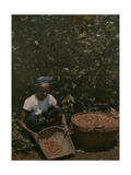 Coffee Picker Rests with a Basket of Berries