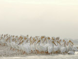 Flock of American White Pelicans Wintering in Florida