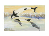 Commerson's Dolphins Frolic in the Stormy Strait of Magellan