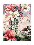 Regal Lilies  Peonies  and Abelia Flowers are Native to China