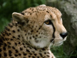 Male Cheetah with a Beautiful Lush Coat of Spotted Fur