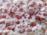 Pile of Pink and White Peppermints