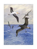 Albatrosses Fly over Rough Waters of the Sea