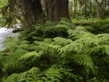 Ferns in Tongass National Forest