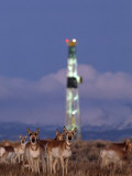Herd of Pronghorns Graze Near a Natural Gas Drilling Rig