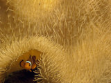Clown Fish Swims under a Sea Anemone in Mossel Bay