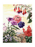 Portrait of Flowers Native to South America
