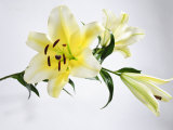 White and Yellow Lily with Buds