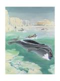 Whalers Attack a Greenland Right Whale with Harpoons