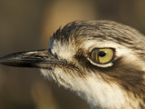Close Up Bush Stone Curlew Nictitating Membrane over Eye