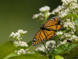 Monarch Butterfly  Danaus Plexippus  on a Blooming Shrub