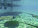 Sting Rays Offshore of Moorea