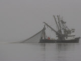 Salmon Fishermen Pull Purse Seine Net into Boat