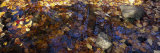 Autumn Leaves in a Pool of Water with Reflections of Nearby Trees
