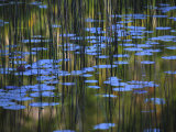Leaves and Reflections of Fall Foliage and Grasses in the Tarn