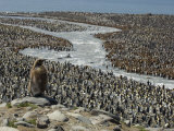 King Penguin Chick Looking over a Rookery