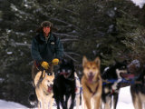 Dog Musher Shouts Commands to His Sled Dogs