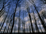 Blue Sky and Puffy Clouds Seen Through Tall Leafless Trees